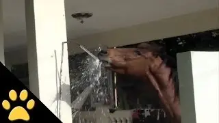 Horses Are Awesome: Compilation