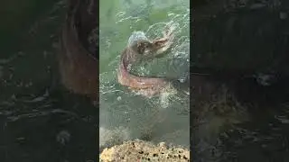 Hand Feeding Pond Monsters