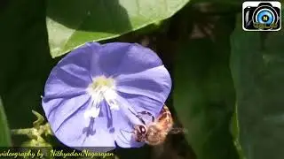 Hunting of Honey | N Thedal