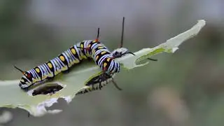 Beautiful insect                                     सुंदर कीट