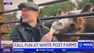 WPIX 11 Visits White Post Farms October 2023