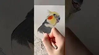 Here&rsquo;s a drawing of a cockatiel I made in 2023 :)) #petportrait #parrotdrawing #cockatiel