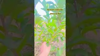 #upfarmers #indianfarmer