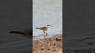 little ringed plover #birds #nature #birdwatching