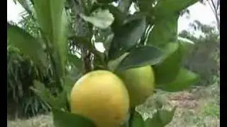 Cilla's Garden - Baby Citrus