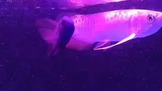 Peacock cichilds || African cichlid aquarium stocking || Single fish getting picked on and things 