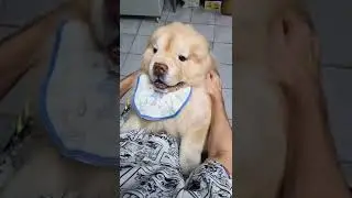 Puppy Windows Meme #doggo #dogs #dog #shorts