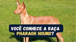 RA&Ccedil;A PHARAOH HOUND - CONHE&Ccedil;A 10 CURIOSIDADES SOBRE A RA&Ccedil;A DE CACHORRO FARA&Oacute; HOUND