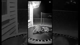 My Security Camera Caught THIS at 3 AM... I'm Speechless.  #Raccoons #FunnyAnimals #Wildlife #CCTV