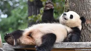 PunkPanda  Ответы на самые часто задаваемые вопросы по проекту PunkPanda