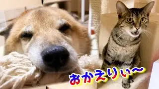 飼い主帰宅で柴犬と猫大喜び！もしかして言葉わかってる？！ Shiba Inu and Cat Rejoice When Dad Comes Home