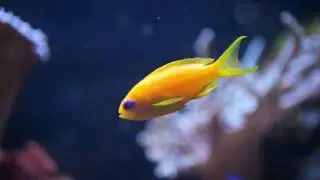 The Tale of the Golden-Toothed Fish
