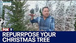 Repurposing your Christmas tree: Garden Guy