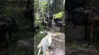 Mule deer scouting backpacking trip with my pack goats 