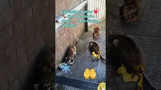 #cats#eating#together#like #subscribe-share#comment#fyp