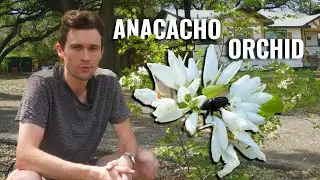 Полное руководство по орхидее Анакачо (Bauhinia lunarioides) | Texas Native Plant Journal