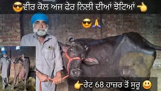 23 October 2025 ph9855901706👈 ਵੀਰ ਕੋਲ ਟੋਪ ਕਾਲਸ  ਝੋਟੀ ਸ਼ੇਲ #trending #trendingvideo #cow #viralvideo 