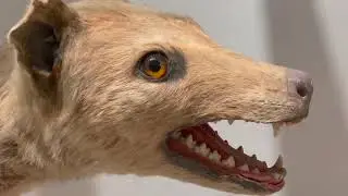 Harvard Tasmanian tiger colugo Norway lemming Alpine pika marmot paca Javan shrew numbat quoll 12847
