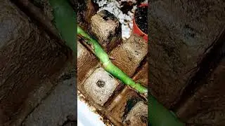 trying to induce some axillary bud growth on a #monstera chunk