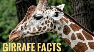 ஒட்டகச்சிவிங்கி சில தகவல்கள் girrafe facts tamil |unknown facts |animal facts #giraffetamil