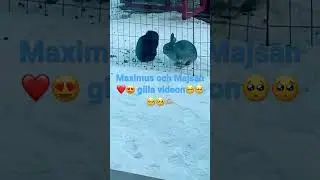 Maximus Och Maja &Auml;r sn&auml;lla och s&ouml;ta kaniner 😊🐰🐰🐰🐰