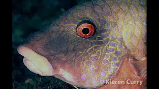 Indian Doublebar Goatfish Parupeneus indicus