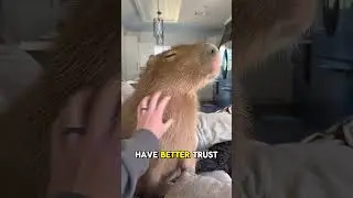 Почему на моём диване капибара?