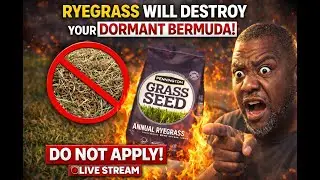 Ryegrass , This Could Ruin Your Bermuda Lawn (LIVE)