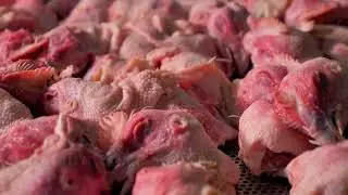 10 Future Animals You Won't Believe Exist | TERRYFYING