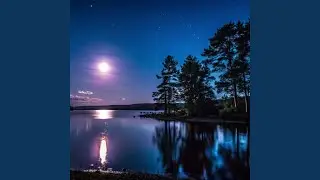 Firefly Nights