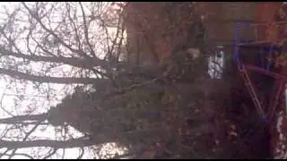 Cat falls from tree in garden