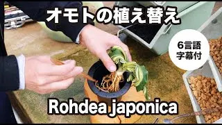 【オモト】植替え 田哲園編