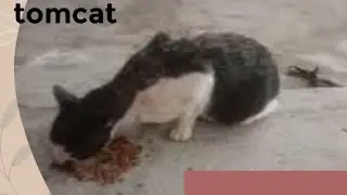 Kucing berantem pulang minta makan.
