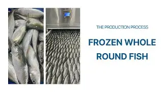 BASEAFOOD - Frozen Whole Round Fish - Production Process