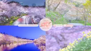 Japanese Sakura Relaxation Photos EP292 | Relaxing Music &bull; 美しいリラックスミュージック &bull; ヨガ瞑想リラクゼーション &bull; 美しい音色 ピアノ