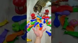 🐱❤️🌈 Cat Barsik Playing with Red Marbles 🔴 | Satisfying Reverse Video ✨