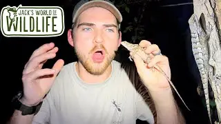 HUGE Spiny LIZARD CAUGHT on CAMERA!