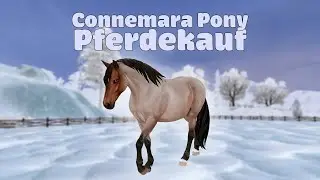 Ich kaufe ein NEUES Connemara Pony! Pferdekauf 🐴  Star Stable Online [SSO]