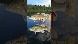 Largemouth Bass vs. Smallmouth Bass