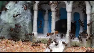 Ants Living in Miniature Fantasy Arenas | Satisfying Close-Up