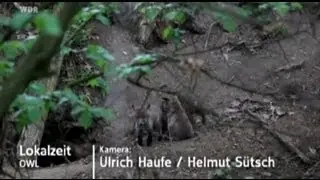 Nachwuchs im Fuchsbau