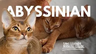🔥SANG LEGENDA🔥KUCING ABYSSINIAN‼️