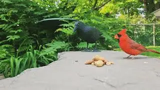 Beautiful male cardinal ❤️