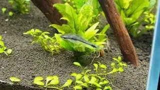 Otocinclus Eating Algae