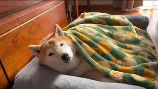 柴犬福 母に心配される朝寝坊柴犬🤣Oversleep-Shiba Inu🤣