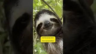 Как отличить опытного дизайнера от новичка? Опытный всегда на дзене.
