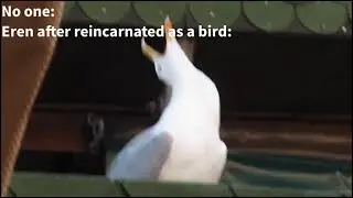 HUGE SPOILER| Eren after reincarnated as a bird: TATAKAE