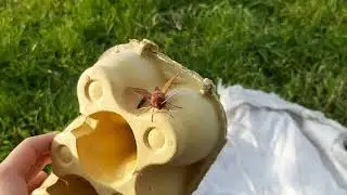 2020 Nature Explorers: What's in the Moth Trap?!
