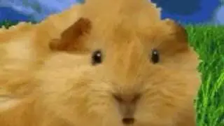 Grumpy Guinea Pig