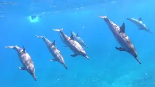 swimming with wild dolphins Mauritius
